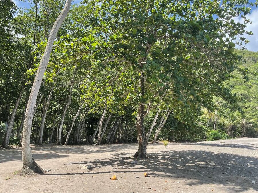 BEACH FRONT LAND FOR SALE LOCATED AT ANSE LA RAYE, SAINT LUCIA