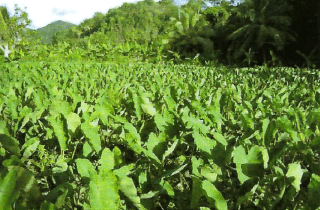 BEACH FRONT PROPERTY FOR SALE ON THE SOUTH WEST COAST OF SAINT LUCIA