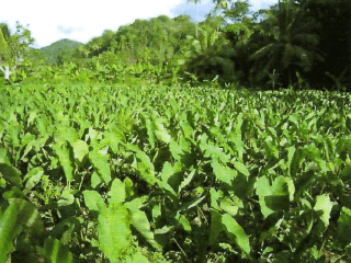 BEACH FRONT PROPERTY FOR SALE ON THE SOUTH WEST COAST OF SAINT LUCIA